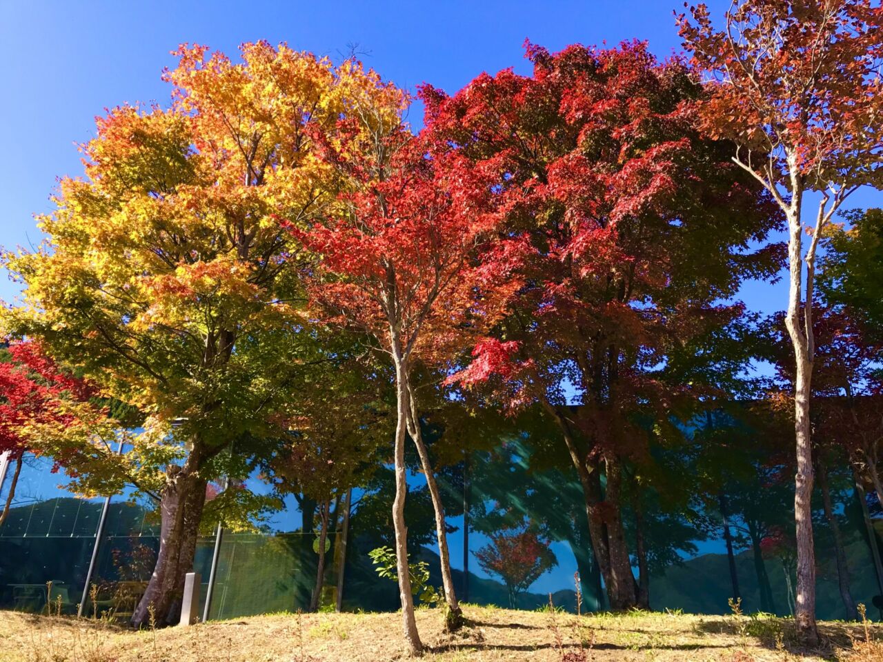 郡山市　ハイキング　散歩　公園　紅葉　健康